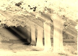 Sepia + Negatyw