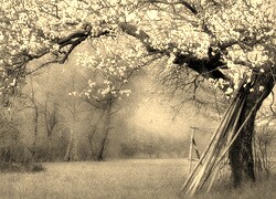 Szary + Sepia