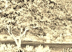 Sepia + Negatyw