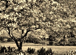 Sepia