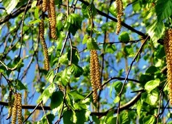 Oryginalny obrazek