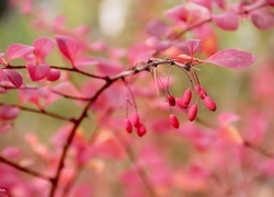 Oryginalny obrazek