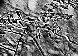 Skamielina