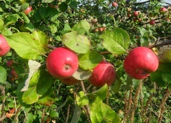Oryginalny obrazek