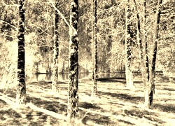 Sepia + Negatyw