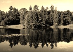 Szary + Sepia
