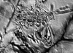Skamielina