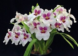 Oryginalny obrazek
