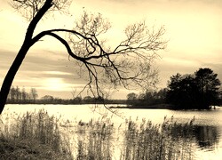 Szary + Sepia