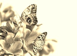 Szary + Sepia