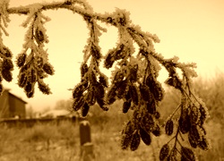 Sepia