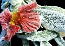Oryginalny obrazek