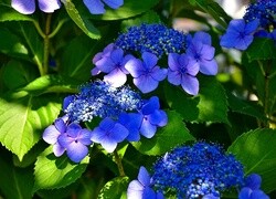 Oryginalny obrazek
