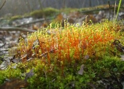 Oryginalny obrazek