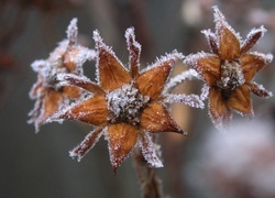 Oryginalny obrazek