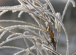 Oryginalny obrazek