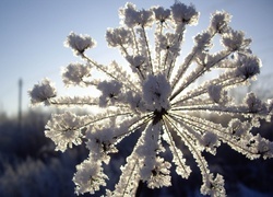 Oryginalny obrazek