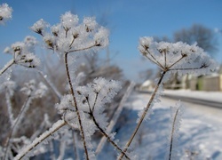 Oryginalny obrazek