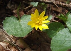 Oryginalny obrazek