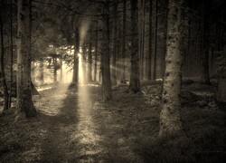 Szary + Sepia