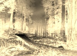 Sepia + Negatyw