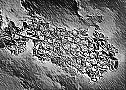 Skamielina