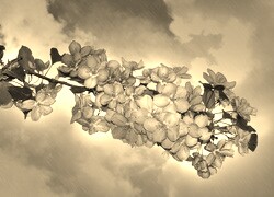Szary + Sepia