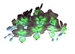 Negatyw