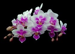 Oryginalny obrazek