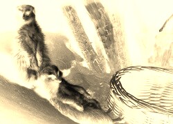 Sepia + Negatyw