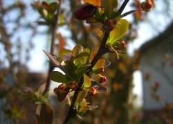 Oryginalny obrazek