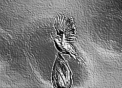 Skamielina