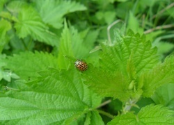 Oryginalny obrazek