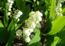 Oryginalny obrazek