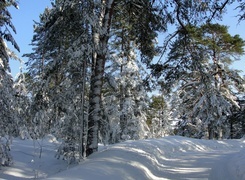 Oryginalny obrazek