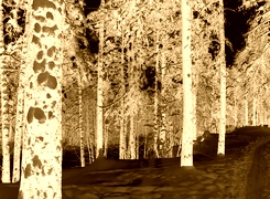 Sepia + Negatyw