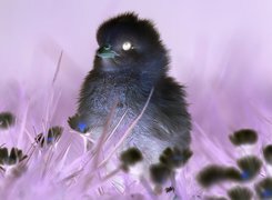 Negatyw