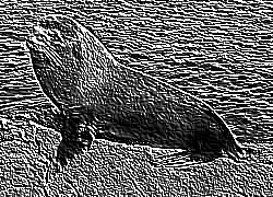Skamielina
