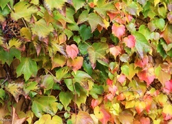 Oryginalny obrazek