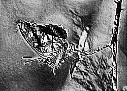 Skamielina