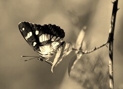 Szary + Sepia