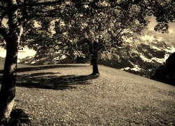Szary + Sepia