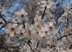 Oryginalny obrazek
