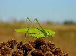 Oryginalny obrazek