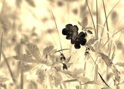 Sepia + Negatyw