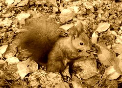Sepia