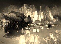Szary + Sepia