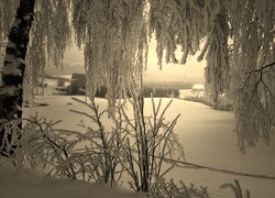 Szary + Sepia