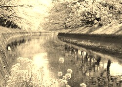 Szary + Sepia