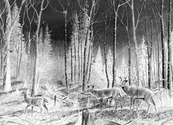 Szary + Negatyw